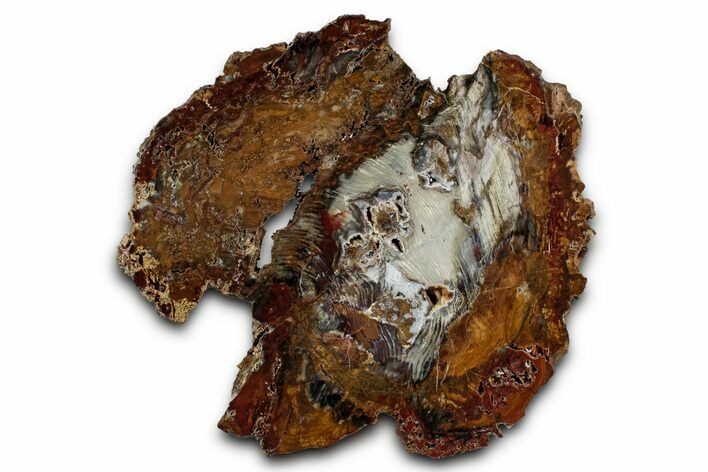 Colorful Hubbard Basin Petrified Wood Slab - Nevada #344102